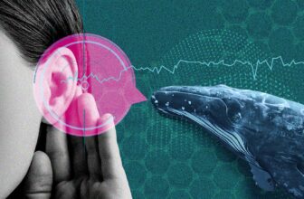 AI Is Deciphering Animal Speech. Ought to We Attempt to Discuss Again?