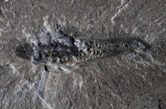 506-Million-12 months-Outdated ‘Mothra’ Fossil Reveals the Weirdness of Early Life