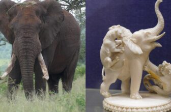 How Prehistoric Mammoth Tusks May Assist Bust Trendy-Day Ivory Smugglers