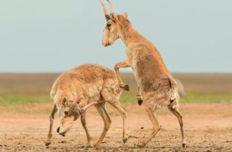 Right here Are the Winners of the 2025 Wildlife Images of the Yr Contest