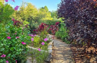 The Little Issues Publication #486 – Life, laughter, and many nice meals!