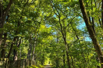 The Little Issues E-newsletter #489 – Life, laughter, and many nice meals!