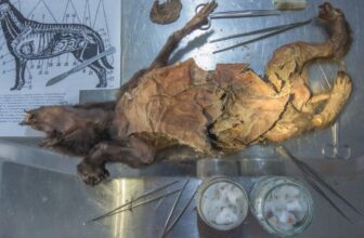 You Will not Consider The place Scientists Discovered a 14,400-12 months-Outdated Woolly Rhino Genome