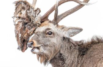You Gained’t Imagine What’s Caught in This Deer’s Antlers—and It’s a 2026 Folks’s Alternative Finalist